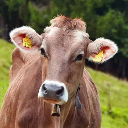 Alpenhof באד וויריסהופן